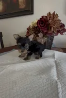 Yorkie, a male Yorkshire Terrier for sale in Riverside, CA – 1 of 1
