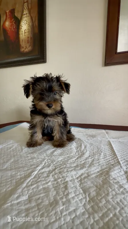 Yorkie Male  – Yorkshire Terrier puppy for sale in Riverside, CA