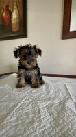 Yorkie Male , a male Yorkshire Terrier for sale in Riverside, CA – 1 of 2