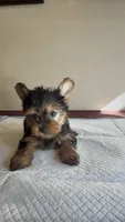 Yorkie , a female Yorkshire Terrier for sale in Riverside, CA – 2 of 2