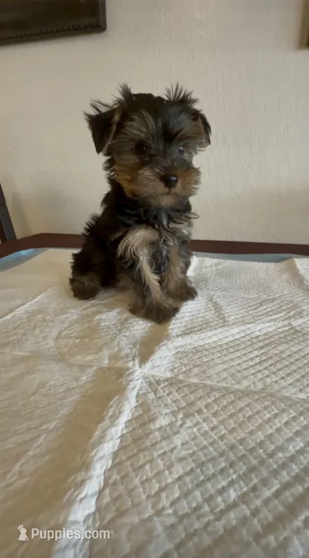 Yorkie Male  – Yorkshire Terrier puppy for sale in Riverside, CA