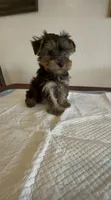 Yorkie Male , a male Yorkshire Terrier for sale in Riverside, CA – 1 of 1