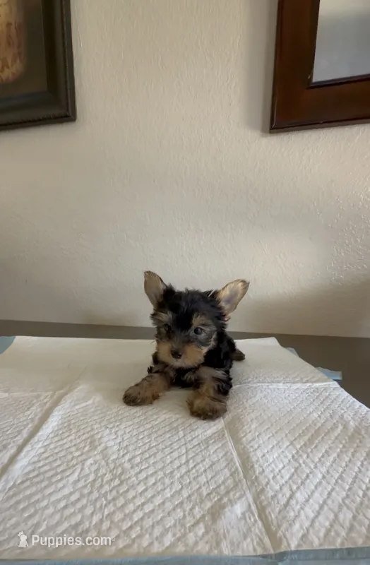 Yorkie  – Yorkshire Terrier puppy for sale in Riverside, CA