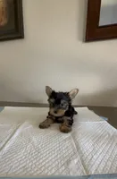 Yorkie , a male Yorkshire Terrier for sale in Riverside, CA – 1 of 2