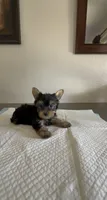 Yorkie , a male Yorkshire Terrier for sale in Riverside, CA – 2 of 2