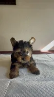 Yorkie , a female Yorkshire Terrier for sale in Riverside, CA – 1 of 2