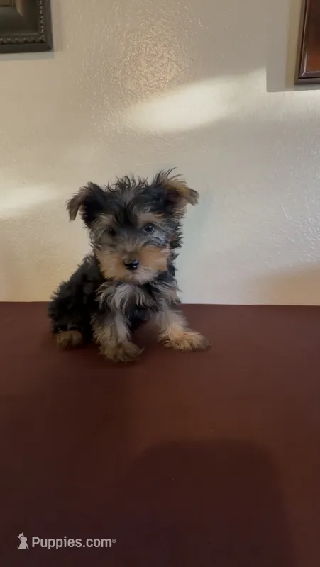 Yorkshire Terrier  – Yorkshire Terrier puppy for sale in Riverside, CA