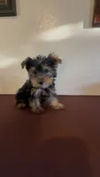 Yorkshire Terrier , a male Yorkshire Terrier for sale in Riverside, CA – 1 of 1