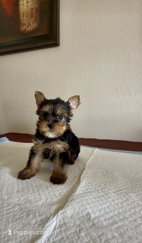 Yorkie puppy  – Yorkshire Terrier puppy for sale in Riverside, CA