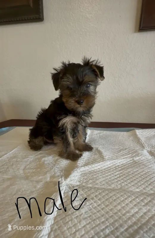 Yorkie – Yorkshire Terrier puppy for sale in Riverside, CA