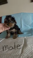 Yorkie Male, a male Yorkshire Terrier for sale in Riverside, CA – 2 of 3