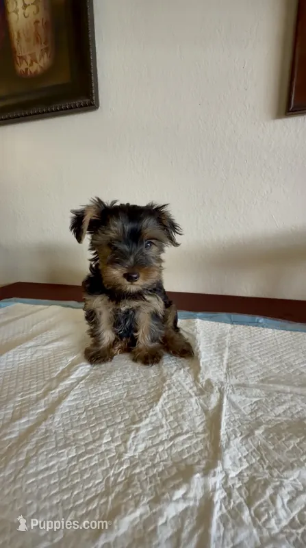 Yorkie Male  – Yorkshire Terrier puppy for sale in Riverside, CA