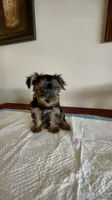 Yorkie Male , a male Yorkshire Terrier for sale in Riverside, CA – 1 of 1