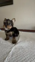 Yorkie , a female Yorkshire Terrier for sale in Riverside, CA – 3 of 3