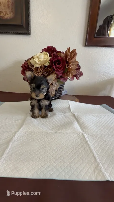 Yorkie  – Yorkshire Terrier puppy for sale in Riverside, CA