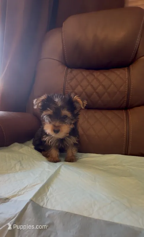 Yorkshire Terrier  – Yorkshire Terrier puppy for sale in Riverside, CA