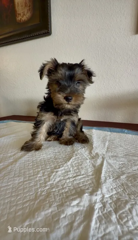 Yorkie Male  – Yorkshire Terrier puppy for sale in Riverside, CA