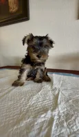 Yorkie Male , a male Yorkshire Terrier for sale in Riverside, CA – 1 of 1
