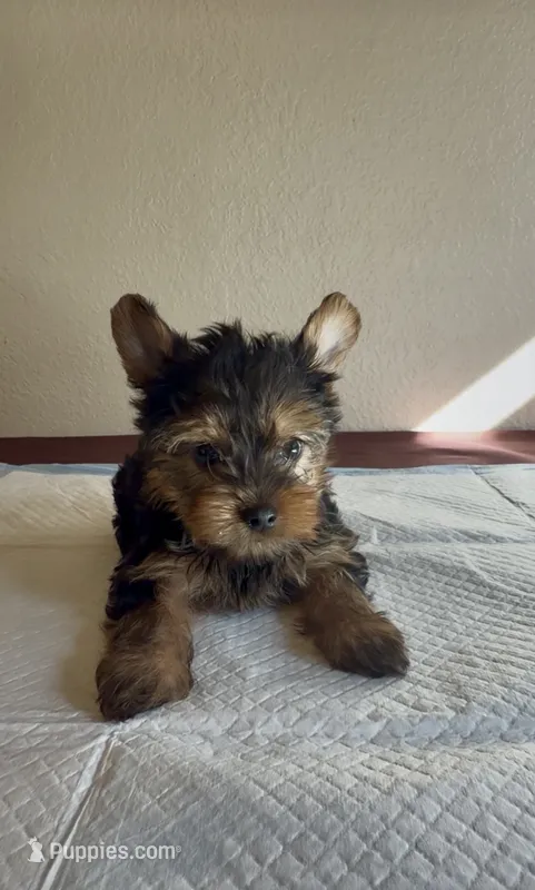 Yorkie Male – Yorkshire Terrier puppy for sale in Riverside, CA