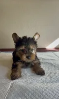 Yorkie Male, a male Yorkshire Terrier for sale in Riverside, CA – 1 of 3