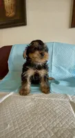 Yorkie Male, a male Yorkshire Terrier for sale in Riverside, CA – 3 of 3