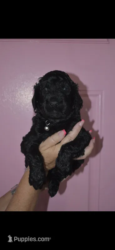 Bear – Goldendoodle puppy for sale in Abilene, TX