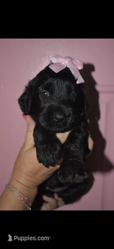 Lulu – Goldendoodle puppy for sale in Abilene, TX