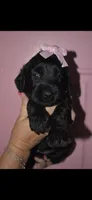 Lulu, a female Goldendoodle for sale in Abilene, TX – 1 of 4