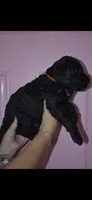 Bear, a male Goldendoodle for sale in Abilene, TX – 2 of 4