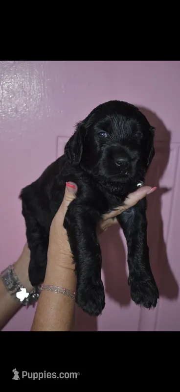 Bo  – Goldendoodle puppy for sale in Abilene, TX