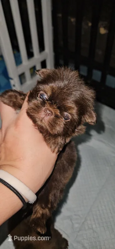 Willow – Shih Tzu puppy for sale in Houston, TX