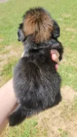Dagger , a male Shih Tzu for sale in Houston, TX – 3 of 4