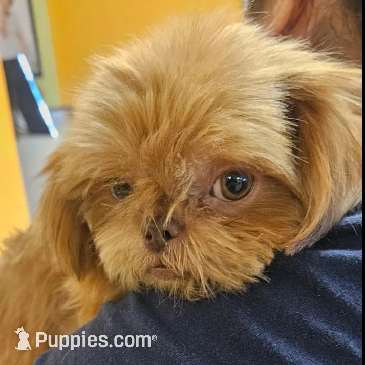 Tourmaline – Shih Tzu puppy for sale in Houston, TX