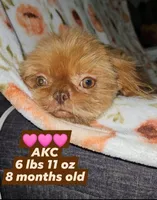 Tourmaline, a female Shih Tzu for sale in Houston, TX – Photo 1 of 2