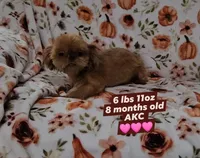 Tourmaline, a female Shih Tzu for sale in Houston, TX – Photo 2 of 2