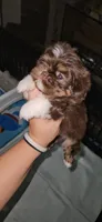 Eric Forman, a male Shih Tzu for sale in Houston, TX – 2 of 3