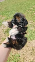 Dagger , a male Shih Tzu for sale in Houston, TX – 2 of 4