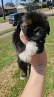 Dagger , a male Shih Tzu for sale in Houston, TX – 4 of 4