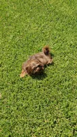Valentino -AKC-, a male Shih Tzu for sale in Houston, TX – 3 of 9