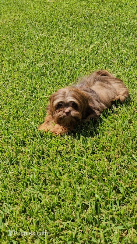 Valentino -AKC- – Shih Tzu puppy for sale in Houston, TX