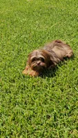 Valentino -AKC-, a male Shih Tzu for sale in Houston, TX – 1 of 9