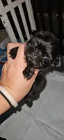 FEZ, a male Shih Tzu for sale in Houston, TX – 2 of 3