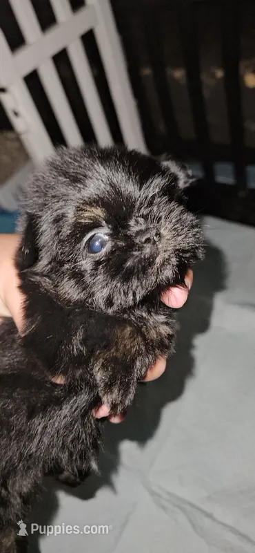 FEZ – Shih Tzu puppy for sale in Houston, TX
