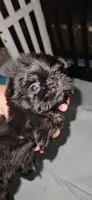 FEZ, a male Shih Tzu for sale in Houston, TX – 1 of 3