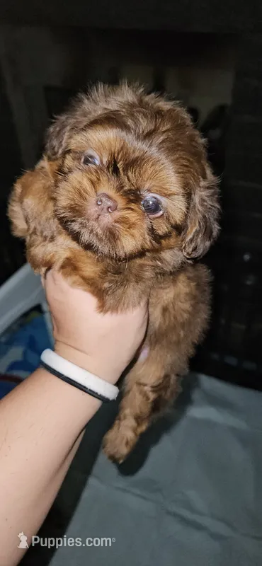 Hyde – Shih Tzu puppy for sale in Houston, TX