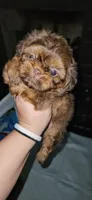 Hyde, a male Shih Tzu for sale in Houston, TX – 1 of 3