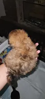 Jackie, a female Shih Tzu for sale in Houston, TX – 2 of 2