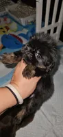 Xander, a male Shih Tzu for sale in Houston, TX – 2 of 2