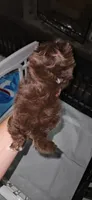 Eric Forman, a male Shih Tzu for sale in Houston, TX – 3 of 3