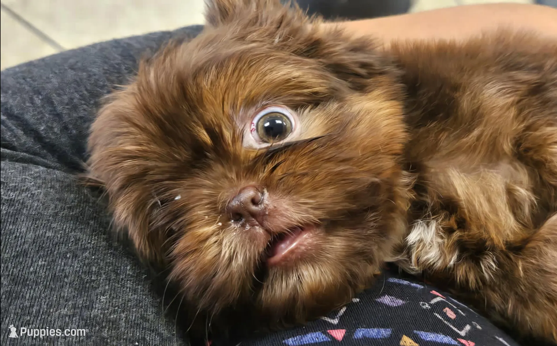 Valentino -AKC- – Shih Tzu puppy for sale in Houston, TX